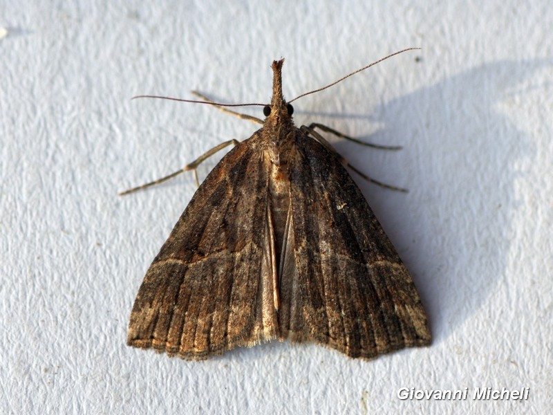 Hypena rostralis?